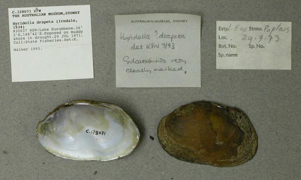 specimen