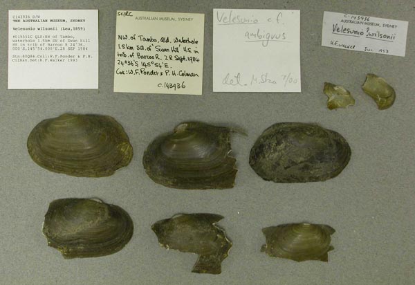 specimen