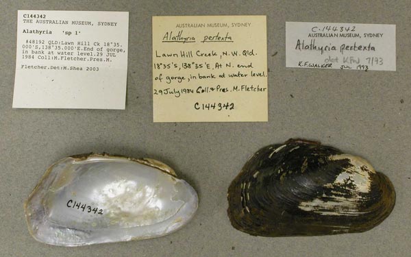 specimen
