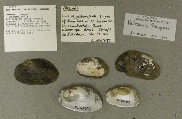 specimen
