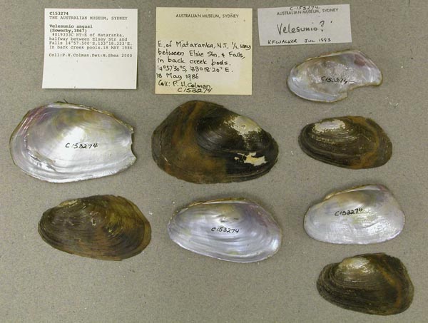 specimen