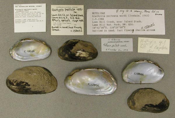 specimen