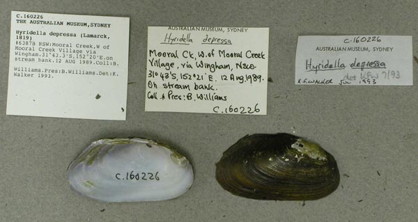 specimen