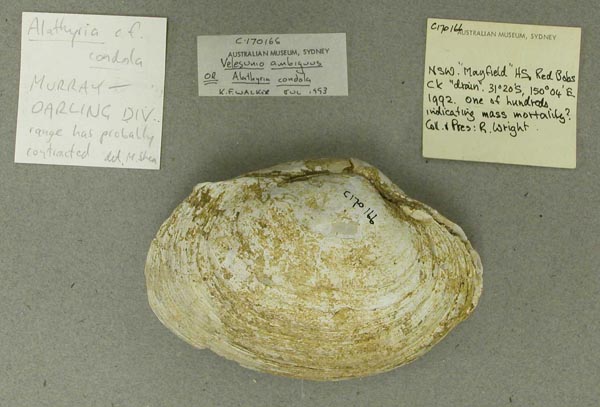 specimen