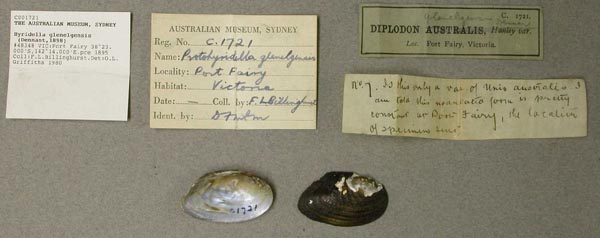 specimen