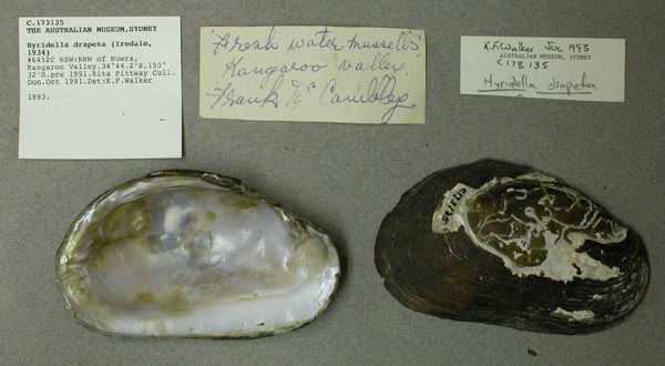 specimen