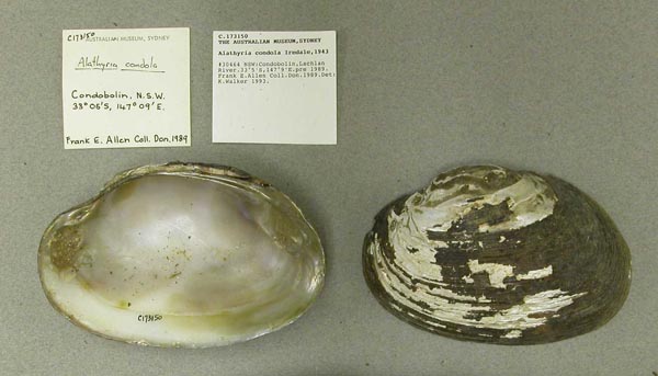 specimen