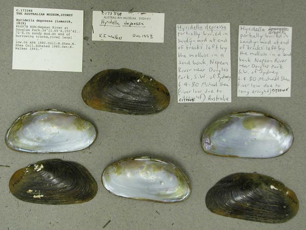 specimen