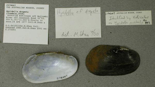 specimen