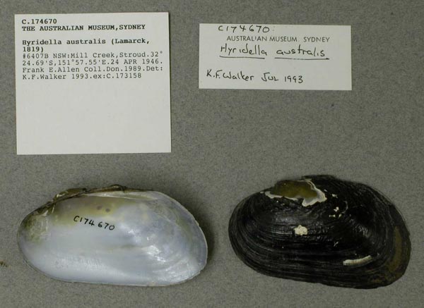 specimen
