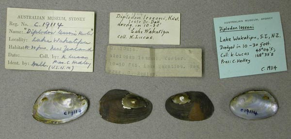 specimen