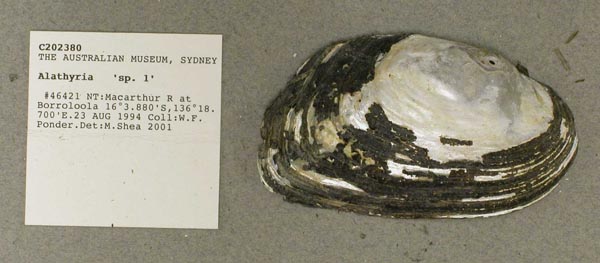specimen