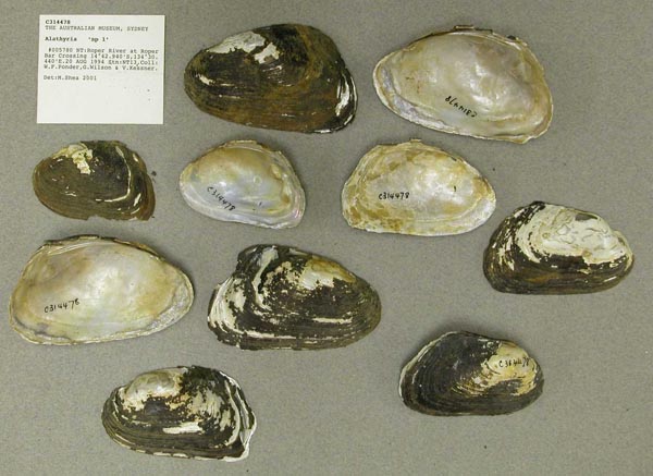 specimen