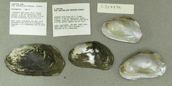 specimen