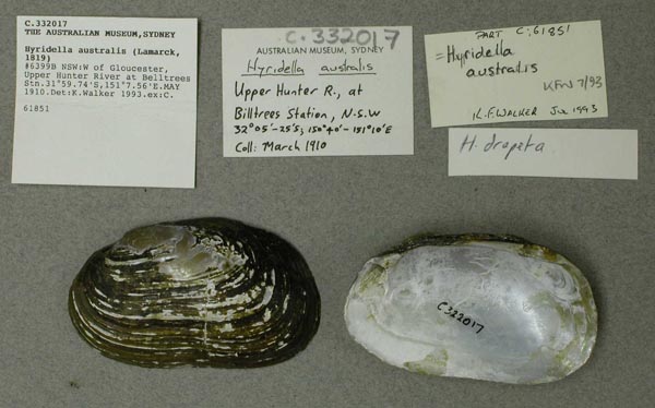 specimen