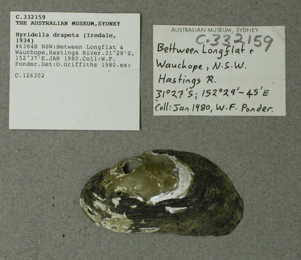 specimen