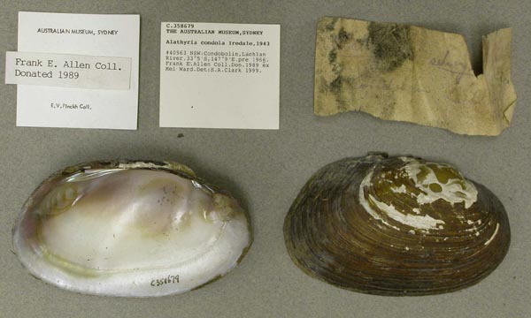 specimen