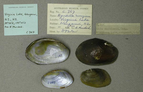specimen