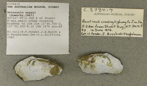 specimen