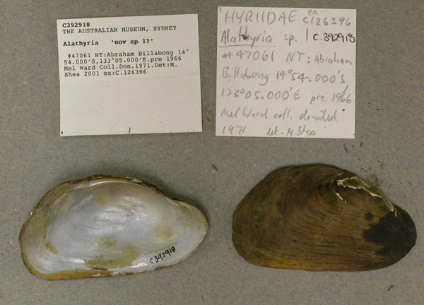 specimen
