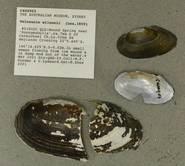 specimen