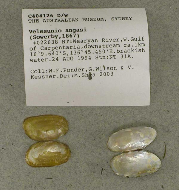 specimen