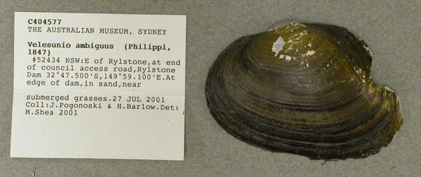 specimen