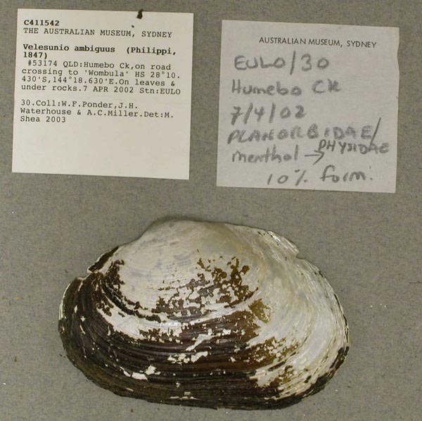 specimen