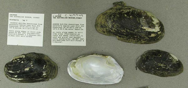 specimen