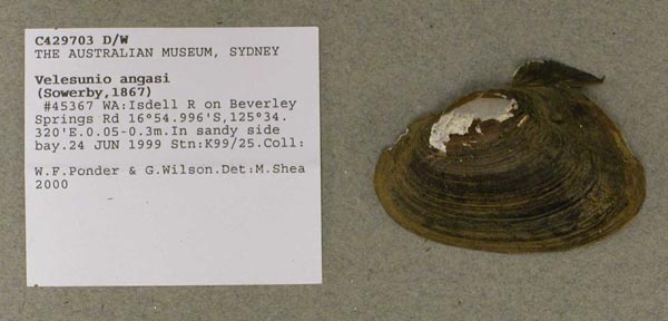 specimen