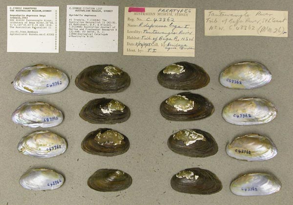 specimen
