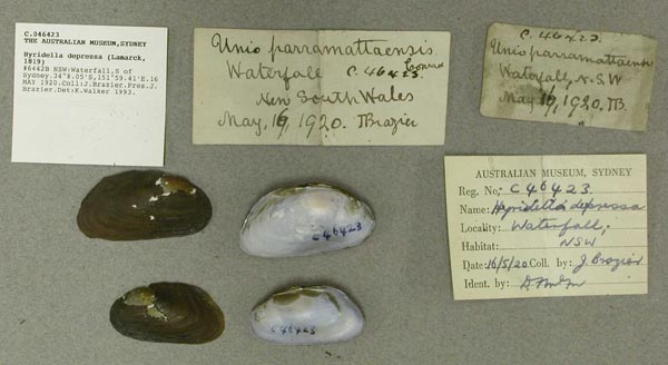 specimen