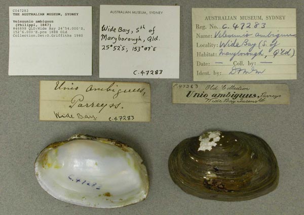 specimen