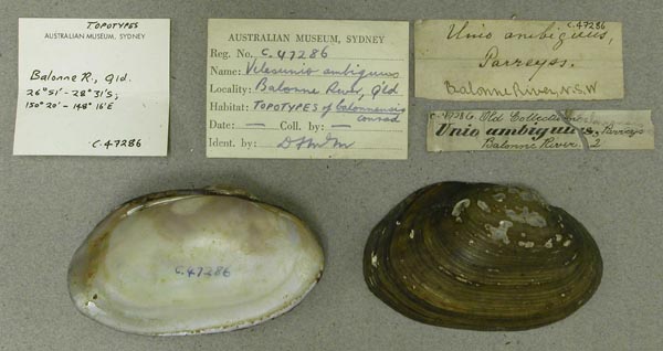 specimen