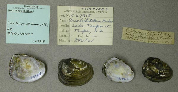 specimen