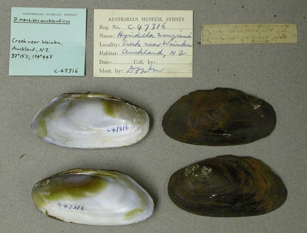 specimen