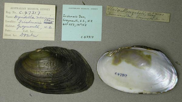 specimen