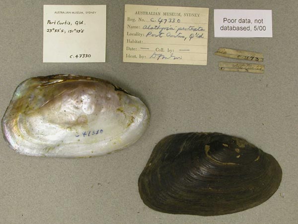 specimen