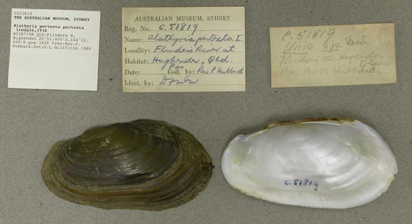 specimen
