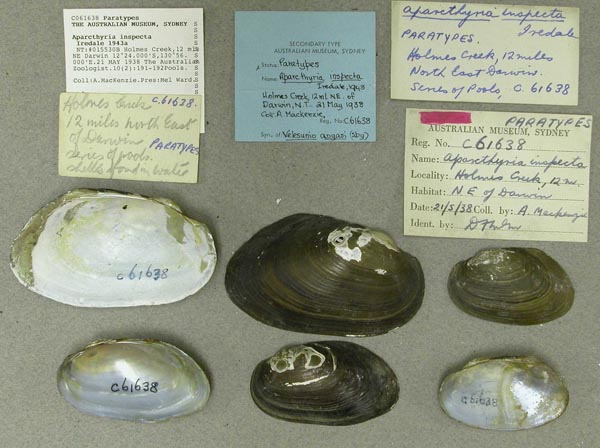 specimen