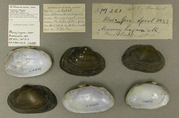 specimen