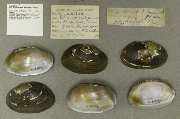 specimen
