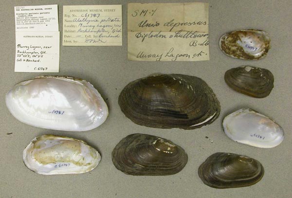 specimen