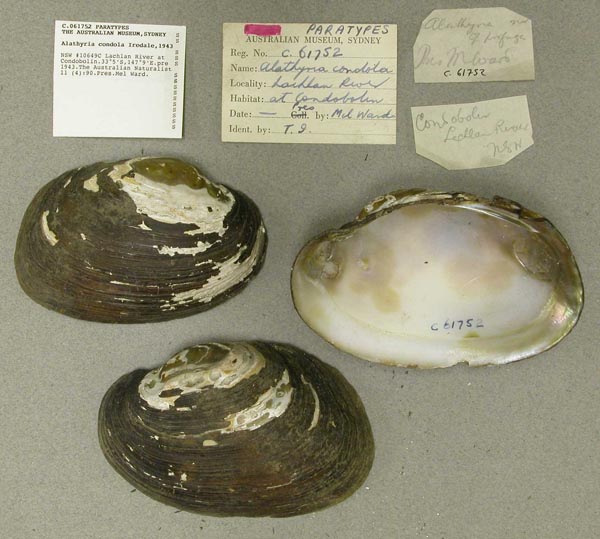 specimen