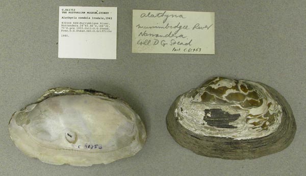 specimen