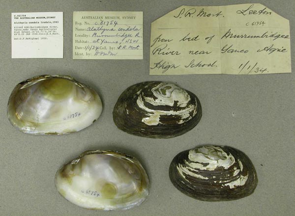 specimen