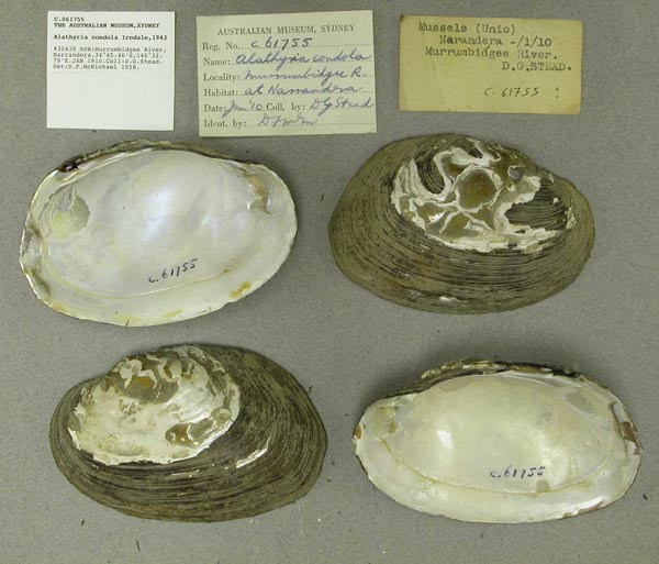 specimen