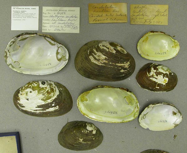 specimen