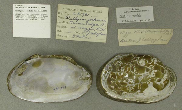 specimen