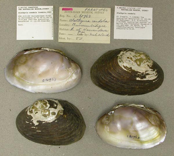 specimen